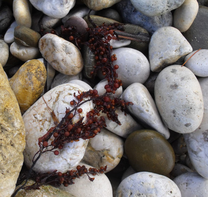 Sargassum sp - spiaggiato